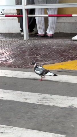 A bird with grey, black, and white feathers walks slowly across a white-striped pedestrian crosswalk on a city street. It is moving from left to right in the frame. To the left of the bird, people sit on a bench, while others stand behind it near a covered area with red and white posts. A white car is parked nearby. The ground surface around the covered area is patterned. The overall scene appears to be outdoors during daylight.