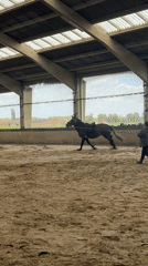 Woman trains saddled horse in Belgian indoor arena