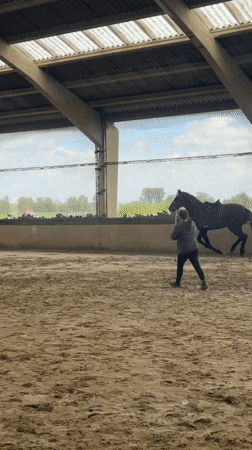 Woman trains saddled horse in Belgian indoor arena
