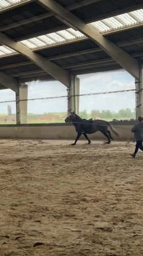 Woman trains saddled horse in Belgian indoor arena