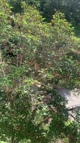 A medium shot shows a dense, leafy green bush with some branches appearing dry and brown. The bush is outside in what appears to be daylight, with dappled sunlight filtering through the leaves. The background is blurry, suggesting a shallow depth of field, but appears to be more greenery and possibly a paved surface. The video is static, with no movement or people visible. The focus is on the texture and color variations within the foliage of the bush, with a particular emphasis on the contrast between the healthy green leaves and the dried-out brown areas.