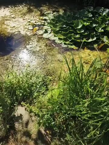 The video shows a shallow, clear pond or slow-moving stream. Lily pads float on the surface, and the water reflects sunlight. Lush green vegetation, including tall grasses and leafy plants, grows along the edges of the water. A person's hand, partially visible at the bottom right, reaches towards the water.