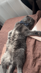 Bow-tied Scottish Fold cat lounges on bed in Saint Petersburg
