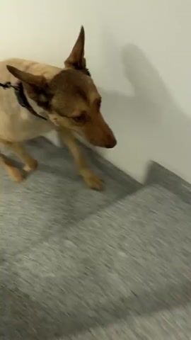 A tan dog with large ears and a black and red patterned collar is walking on a grey tiled floor next to a white wall. The dog is on a leash. The camera is moving and is at dog's eye level. The dog looks to the right and pants.