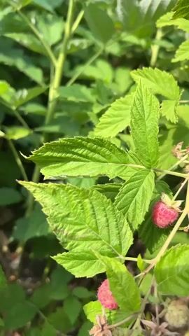 This is a close-up, vertical shot of a raspberry bush with bright green leaves and several ripe raspberries. The raspberries are a deep pinkish-red color. Some of the berries are partially obscured by leaves. The background is a blur of green foliage, suggesting a garden or natural setting. The lighting appears to be natural sunlight, casting some shadows on the leaves. There are no people or any other objects visible in the frame.