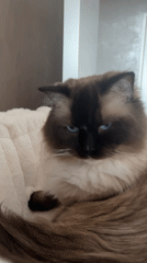 Cat grooming and resting captured in Rijswijk home