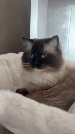 Cat grooming and resting captured in Rijswijk home