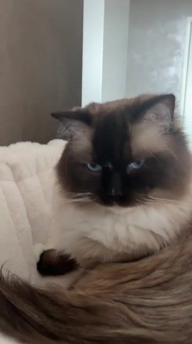Cat grooming and resting captured in Rijswijk home