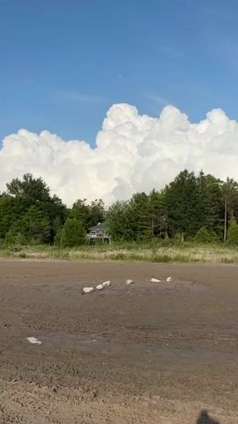 The video pans across a beach with sand and a few scattered white objects. In the background, there is a line of green trees, with a house partially visible among them. A large, fluffy white cloud formation dominates the sky, set against a clear blue backdrop. The overall impression is of a serene, natural landscape.