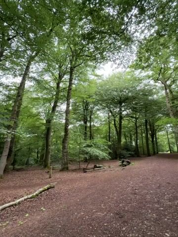 The video presents a static, low-angle shot looking down a path through a dense forest in Penn, United Kingdom. The path, made of reddish-brown gravel or earth, winds gently into the distance, disappearing between the trees. Tall, mature trees with vibrant green leaves dominate the scene, forming a high, arching canopy that mostly obscures the sky. The light is diffused, suggesting an overcast day or a time of day when the sun is not directly overhead. The forest floor alongside the path is covered with fallen leaves and some smaller undergrowth, with a few logs visible on the left side of the path. The overall impression is one of natural tranquility and depth within a lush woodland environment. There are no people or visible text in the video.