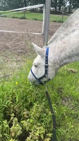 A close-up video shows a white horse grazing in a grassy area. The horse has dark spots on its coat, a blue halter, and a lead rope attached. The horse is eating grass and yellow wildflowers. In the background, there is a dirt paddock, a fence, a white post, and trees. The camera focuses on the horse's head as it eats.