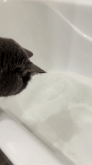 Private bath time shared with curious cat in Tyumen