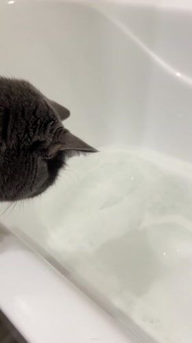 Private bath time shared with curious cat in Tyumen