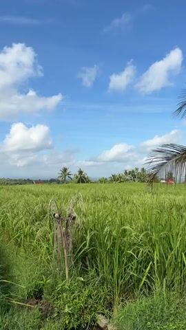 The video begins with a close-up of a palm tree's fronds against a bright blue sky with white clouds. The camera then pans down to reveal a lush green field, likely rice paddies, stretching into the distance. Several palm trees are scattered throughout the landscape. The field appears to be quite tall, with individual stalks swaying gently. The scene is bright and sunny, suggesting good weather. There are no people or animals visible in the frame. The video concludes by panning across the expanse of the green field under the partly cloudy sky.