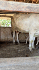 Morning cattle observations documented at Vietnamese farm stables