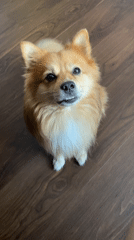 Pomeranian on a wooden floor, two poses, one minute apart