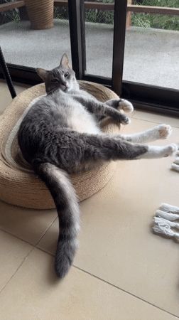 Grey tabby cat relaxes indoors and outdoors in Ko Samui