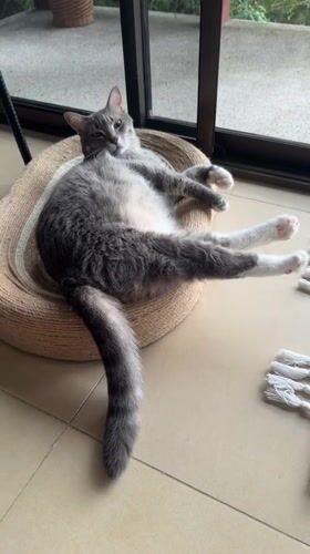 Grey tabby cat relaxes indoors and outdoors in Ko Samui