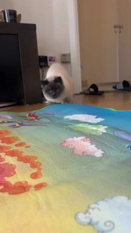The video shows a cream-colored cat with grey points approaching a colorful mat on the floor. The cat pounces on the mat and paws at it with its front paws, extending its claws. The cat is the only animal and the only discernible animate being in the video. The environment consists of a room in a house. A TV stand with a black TV sits in the background to the left. A white door is partially visible in the background to the right. A pair of black slides sits on the floor in the background to the right. The mat on which the cat is situated has a background of yellow, green, and blue with illustrations of clouds, rainbows, and abstract shapes. The light in the room appears to be provided by an indoor light source. The camera angle is low, positioned close to the floor, and remains stationary throughout the video.