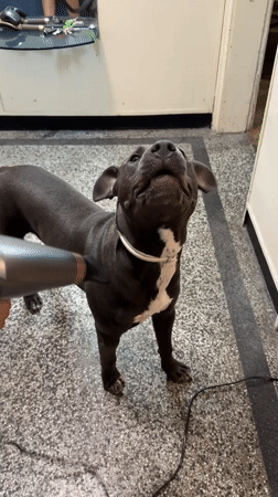 Pit bull's chill afternoon: toys, bed, and a blow-dry