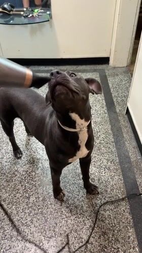 Pit bull's chill afternoon: toys, bed, and a blow-dry
