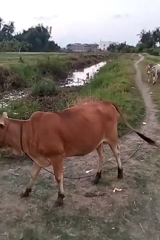 A brown cow is in the foreground, facing right, with a rope around its neck. A thin canal or stream runs along a dirt path to its right. A white cow is walking away on the path in the distance. The environment appears rural, with grass and vegetation along the canal and path. Buildings and trees are visible in the background. The sky is overcast.