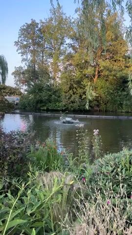 A tranquil outdoor scene unfolds with a serene pond at its center, a fountain gently spraying water into the air. Lush green foliage, including tall trees and various plants, frames the pond, creating a natural and peaceful environment. The sunlight casts a warm glow, enhancing the beauty of the landscape. The video appears to be a static shot, focusing on the natural beauty of the setting with no visible human activity or movement beyond the fountain's spray.