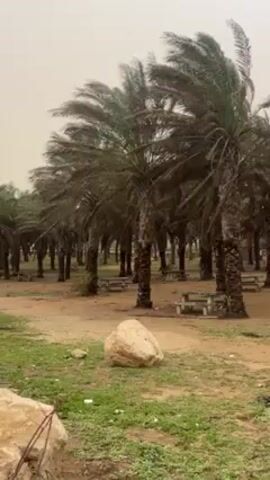 The video shows a park with many palm trees on a windy day. The trees are swaying in the wind, and the sky is hazy. There are a few picnic tables visible beneath the palm trees, and the ground is mostly dirt and sparse grass. A couple of large rocks are present in the foreground. The weather appears to be overcast and possibly dusty or sandy.