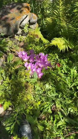 A close-up shot focuses on a cluster of blooming purple flowers, their petals glistening with water droplets. A small brown butterfly is perched on one of the flowers, its wings spread. The flowers are surrounded by lush green foliage and a rough stone wall is visible in the upper left corner of the frame. The lighting suggests a bright, possibly sunny day, with dappled light filtering through the leaves. The overall impression is of a natural, tranquil garden setting.