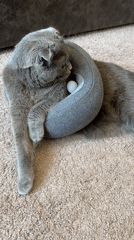 Cat naps, vegan ice cream, and street scenes in Fergana