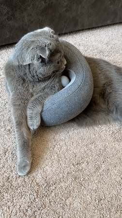 Cat naps, vegan ice cream, and street scenes in Fergana