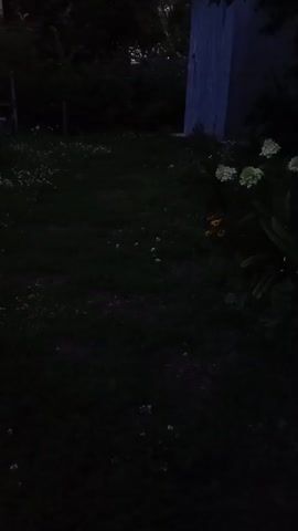 The video shows a dimly lit outdoor scene, likely a backyard at dusk or night. The ground is covered in grass with some small white flowers, possibly clover. There are dark bushes and trees in the background. To the right, a portion of a light-colored structure, possibly a shed or the side of a house, is visible. In the foreground, the camera is pointed downwards, showing the grass and some indistinct shadows. The lighting is very low, making details difficult to discern. No people or distinct actions are visible.