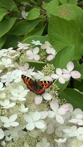 A small butterfly with orange and black wings rests on a cluster of white flowers with pink speckles. The butterfly is positioned in the center of the frame, with its wings slightly spread. The flowers are a mix of fully bloomed white petals and smaller, undeveloped buds. In the background, large green leaves create a lush, natural setting. The lighting appears to be natural daylight, casting soft shadows. The video is a close-up shot, focusing on the delicate details of the butterfly and the flowers.