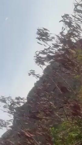 The camera pans up from a close-up of reddish-brown foliage to reveal a view of a hillside against a bright blue sky with sparse clouds. The hillside appears rugged, with a mix of scrub vegetation and rocky outcrops. The focus shifts as the camera moves, highlighting different parts of the landscape. The overall impression is of a dry, open environment with natural, somewhat sparse vegetation.