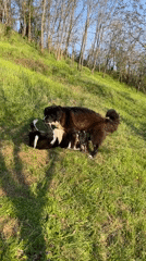 Dogs Play and Rest in Sunny Zlatograd Countryside