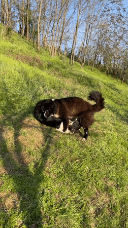 Dogs Play and Rest in Sunny Zlatograd Countryside