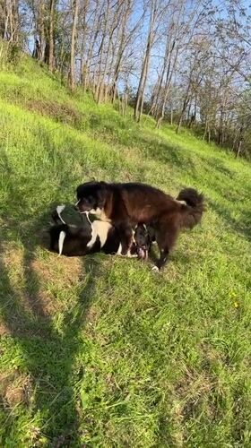 Dogs Play and Rest in Sunny Zlatograd Countryside