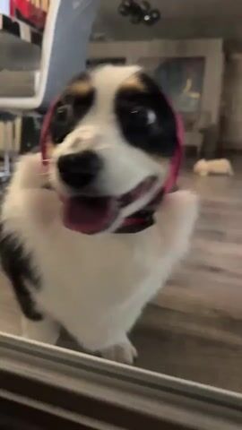 A tri-color Corgi puppy with a pink bandana around its head is sitting and looking directly at the camera. The puppy has its tongue out, and its eyes are wide open. The background is blurred but appears to be an indoor setting with furniture. The camera is positioned low, giving the impression that the viewer is looking up at the puppy. The puppy's fur is fluffy, and its black, white, and tan markings are visible. The bandana is tied around its head, covering its ears. The puppy's expression is one of curiosity and excitement.