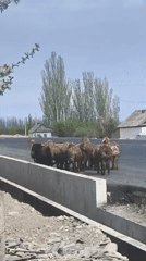 Morning scenes from rural Kyrgyzstan: sheep, soup, selfies