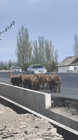 Morning scenes from rural Kyrgyzstan: sheep, soup, selfies