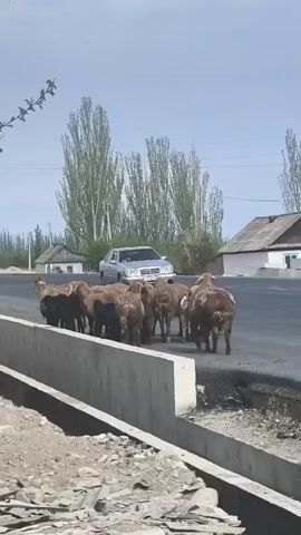 A medium-shot video shows a flock of brown sheep crossing a paved road in a rural or semi-rural environment on a bright day. The sheep are densely packed together and move from right to left in the frame, crossing perpendicular to the road’s direction. Behind them and to the right, a silver car is parked on the side of the road. In the background, there are several tall, slender trees and a few modest houses with simple architecture. A concrete barrier runs along the left side of the road, and a messy, stony area is visible in the foreground. A flowering branch appears in the upper-left corner of the frame. The overall scene suggests a slow-paced, pastoral setting where livestock occasionally obstruct traffic.