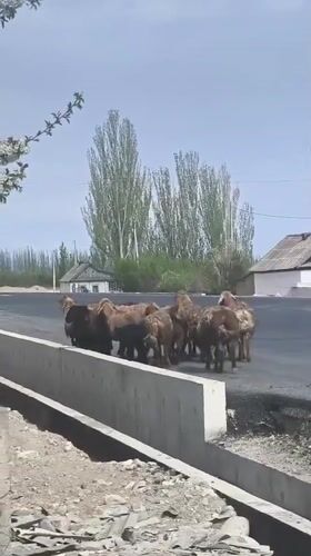 Morning scenes from rural Kyrgyzstan: sheep, soup, selfies