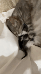 Newborn kittens getting lots of cuddles in Заречный