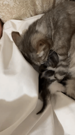Newborn kittens getting lots of cuddles in Заречный