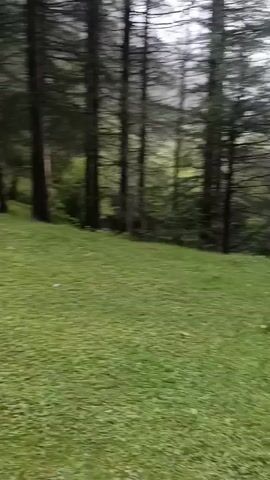 The video shows a grassy clearing in a forest. The trees are tall and densely packed. The grass is green and appears to be well-maintained, though some patches are uneven. The lighting is dim, suggesting it is either early morning or late evening, or that the sky is overcast. There is no visible evidence of human activity or any wildlife in the frame. The camera appears to be moving slowly, possibly panning across the scene.