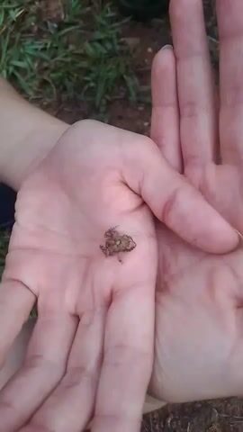 The video shows a person holding a tiny frog in the palm of their hand. The frog is brown and appears to be very small. The person's hands are pinkish and the background is a grassy area. The focus is on the frog in the hand.