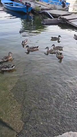 The video shows a body of water with several ducks swimming. In the background, there are boats docked at a pier. The water appears murky and shallow near the edge, with a concrete or rocky embankment. The lighting suggests it is late afternoon or early evening. There are no people clearly visible in the water with the ducks. The overall scene depicts a calm waterfront environment.