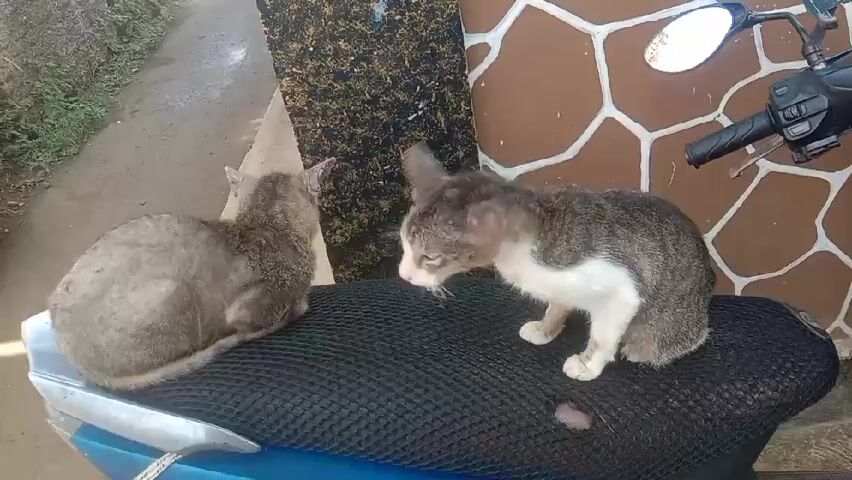 Two small, sickly-looking cats sit on the black mesh seat of a blue scooter. One cat is gray and lying down. The other cat is white and gray and sits up. The scooter is parked in front of a building with a brown, beige, and white stone-patterned wall. To the left of the scooter is a dirty, damp paved road with green vegetation in the background.