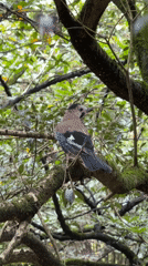 Eurasian Jays spotted resting in Russian forest near Sirius