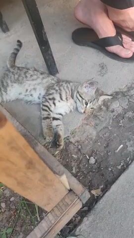 A tabby kitten is lying on the ground next to a wooden structure and a person's feet wearing flip-flops. The kitten is on its side with its head resting on the ground. The ground is made of concrete with some dirt and gravel. The person's feet are positioned in the upper right corner of the frame. The video is shot from a slightly elevated angle looking down at the scene.